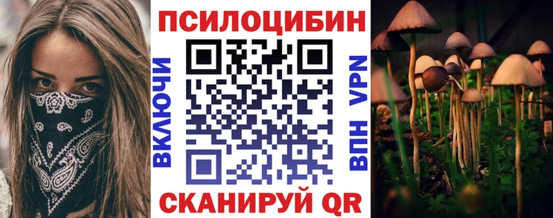 закладка  Дубна  Галлюциногенные грибы Psilocybe 